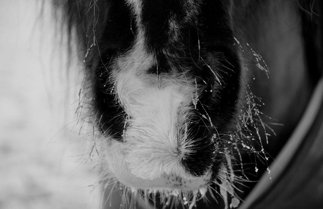 Caring for Golden Oldies Over Winter - Eclat Equestrian Online