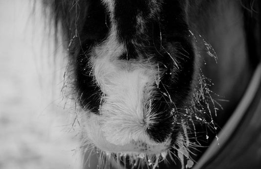 Caring for Golden Oldies Over Winter - Eclat Equestrian Online