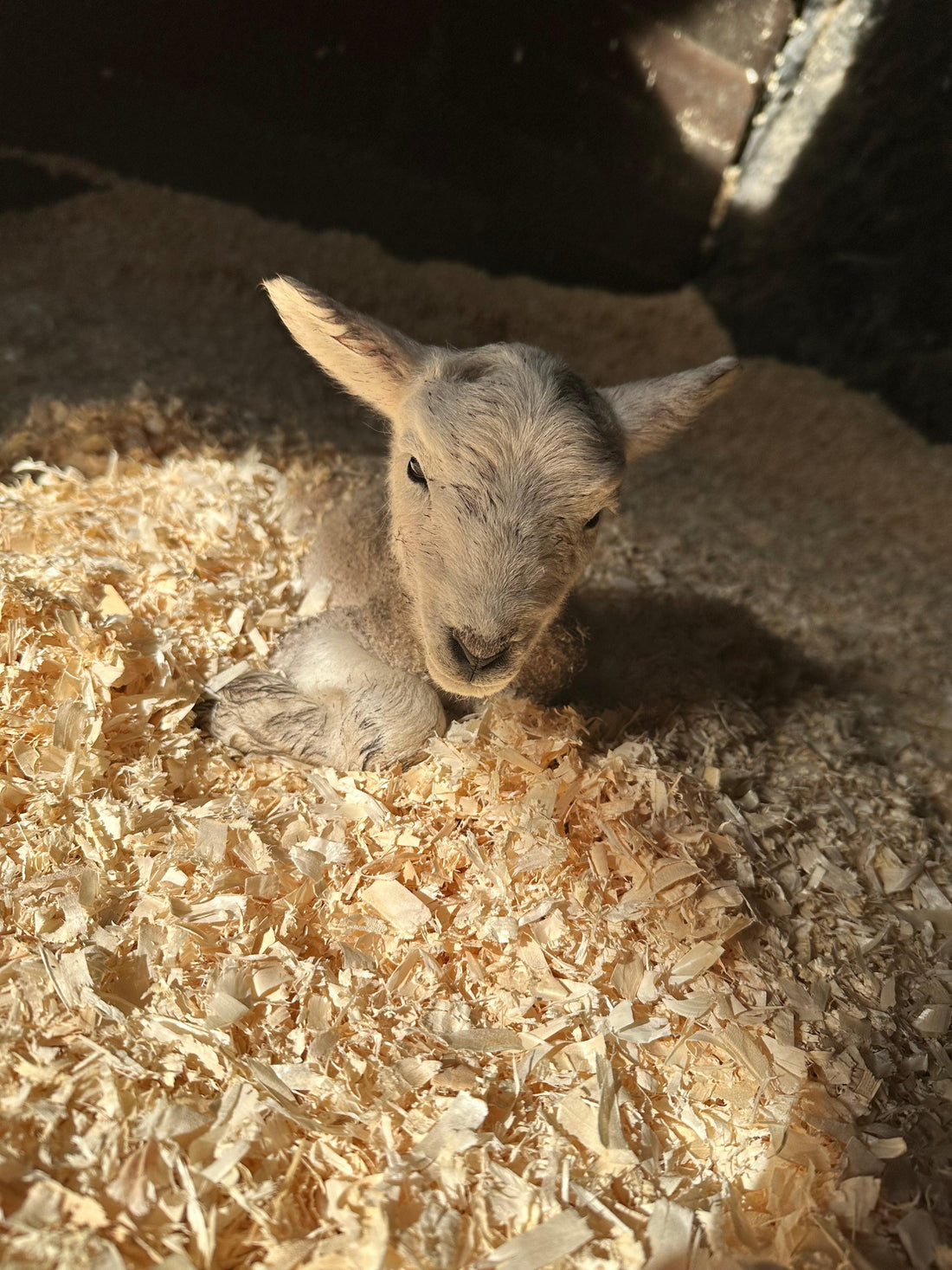 Monthly Roundup - April - Eclat Equestrian Online