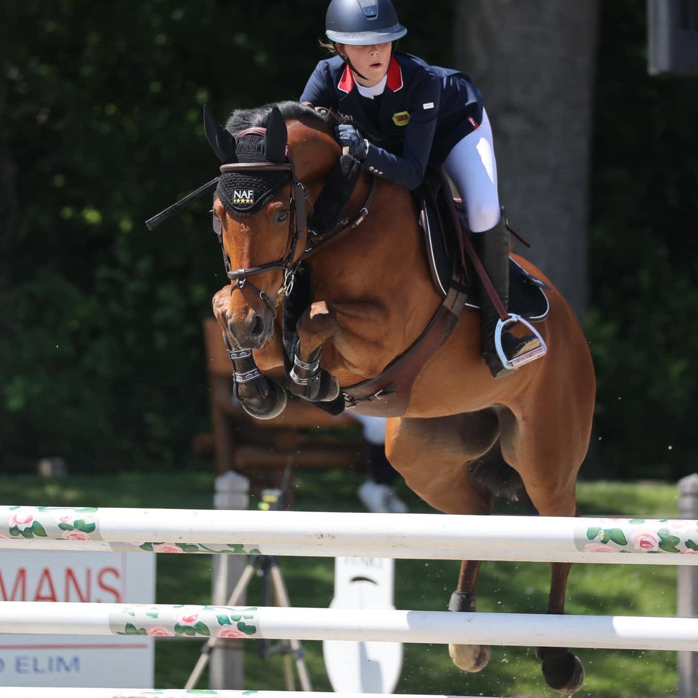 All Horse