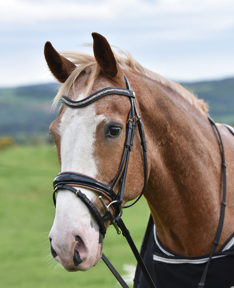 Horse - Eclat Equestrian Online