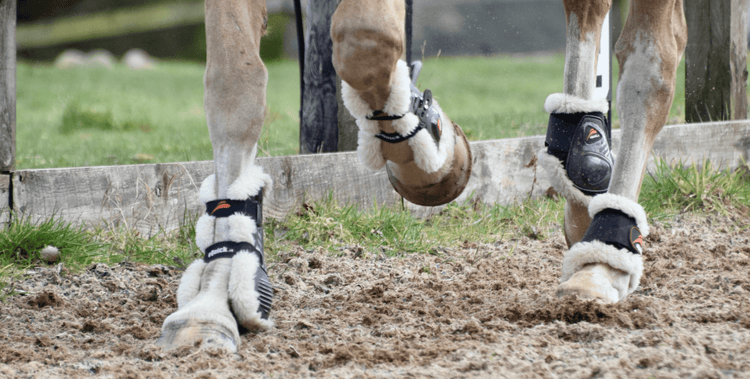 eQuick - Eclat Equestrian Online